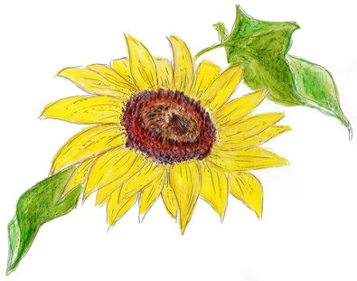 Sonnenblume, gezeichnet von Christl Neudecker