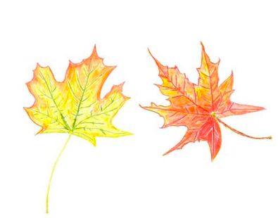Herbstblätter, gezeichnet von Christl Neudecker